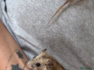 Hamster rodents Chinese dwarf hamster and cage - Advert 1