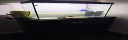 Other/Mixed Breed fish for sale: Albino Axolotl set up - Advert 4