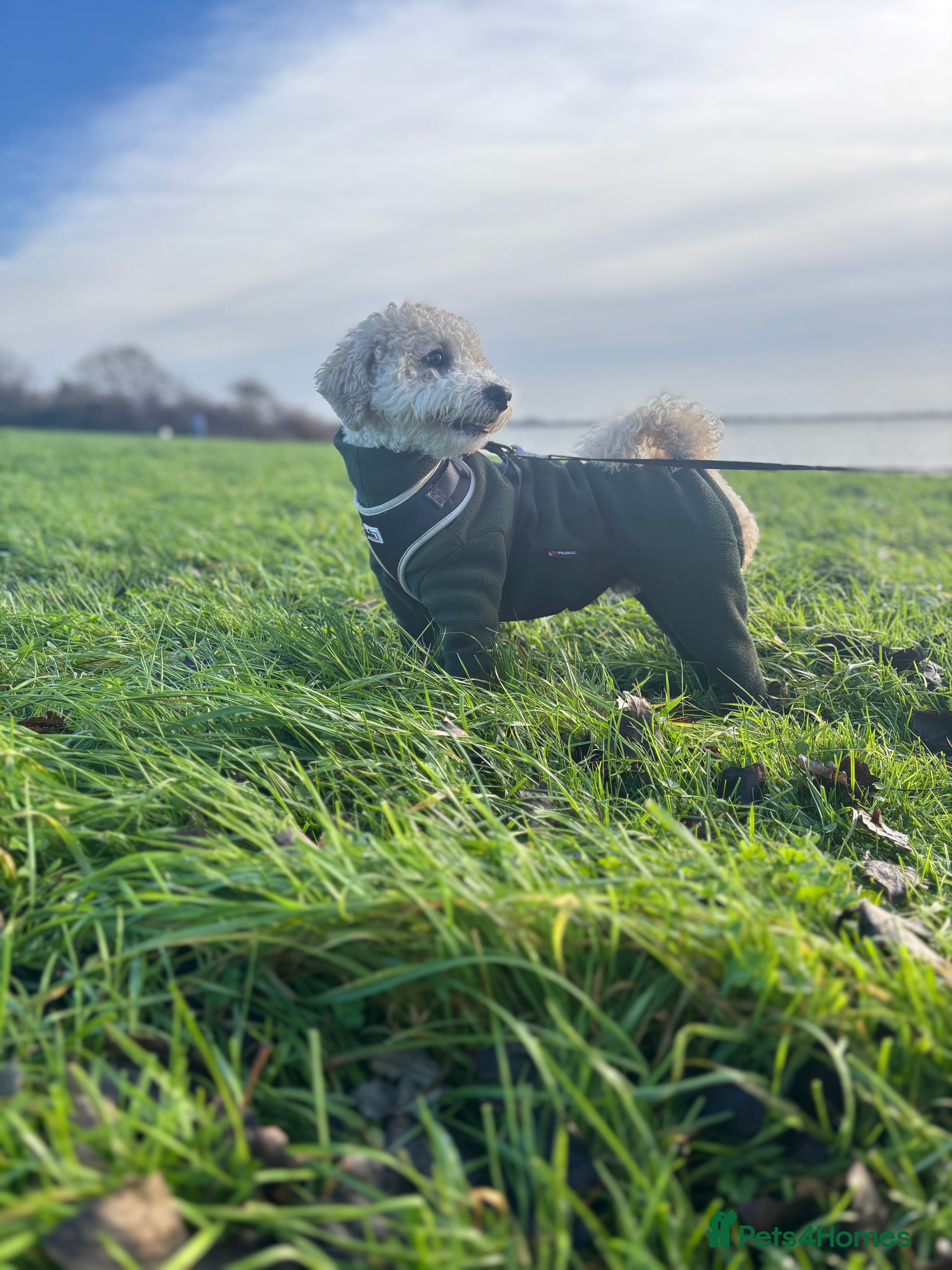 Poochon dogs Gorgeous Poochon Stud  - Advert 1