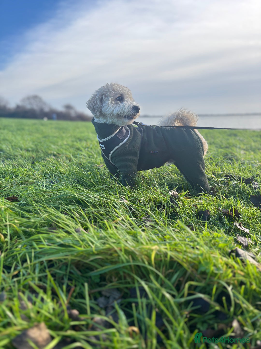 Poochon dogs for stud: Gorgeous Poochon Stud  - Advert 1