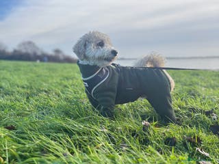 Poochon dogs Gorgeous Poochon Stud - Advert 6