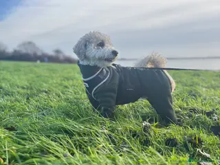 Poochon dogs Gorgeous Poochon Stud - Advert 11