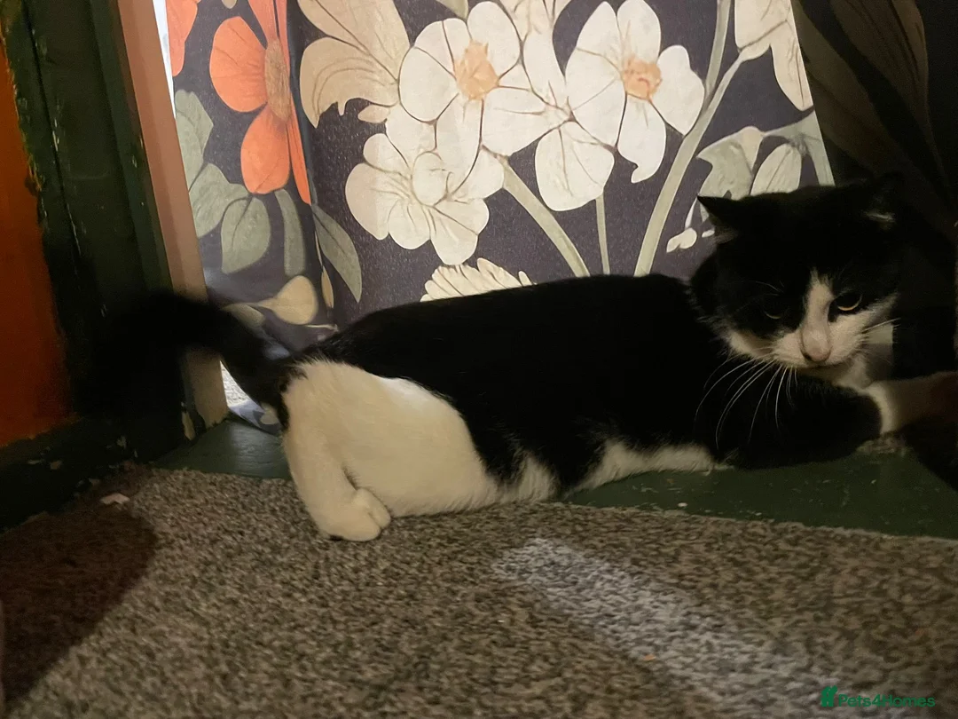 Mixed Breed cats for sale: Liono the Thundercat - Advert 2