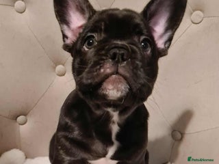 French Bulldog dogs French Bulldog Male Puppies - Advert 19