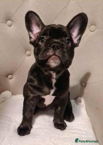 French Bulldog dogs French Bulldog Male Puppies - Advert 15