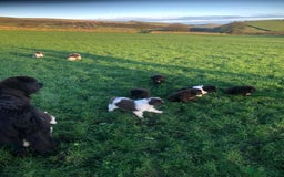 Newfoundland dogs for sale: Outstanding Newfoundland Puppies - Advert 10