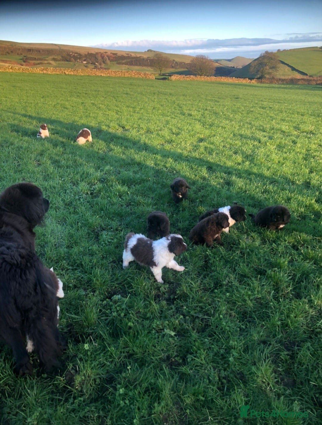 Newfoundland dogs for sale: Outstanding Newfoundland Puppies - Advert 10