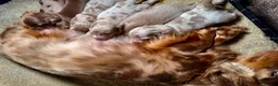 Miniature Dachshund dogs for sale: Dachshund miniature long hair  - Advert 11
