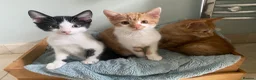 Mixed Breed cats for sale: Lovely short haired kittens  in Redhill - Advert 7