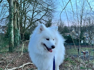 Samoyed dogs Samoyed - male - neutered - Advert 1