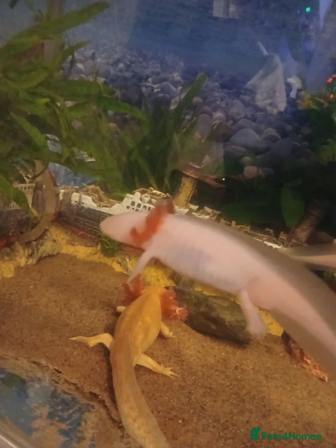 Axolotl reptiles for sale: Axolotl  - Advert 2