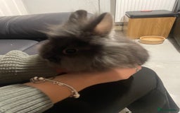 Lionhead rabbits for sale: Baby male lion head rabbit  - Image 2