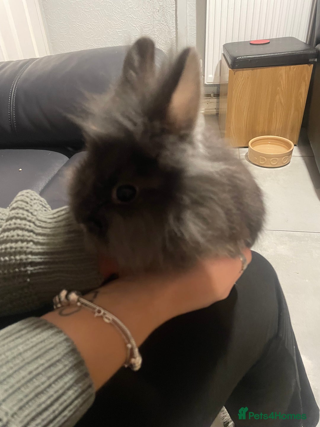 Lionhead rabbits for sale: Baby male lion head rabbit  - Image 2