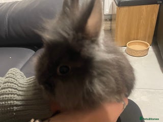 Lionhead rabbits - Advert 2