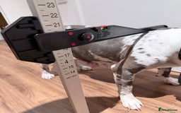 American Bully dogs for sale: Abkc Pocket Bully X Abkc classic Bully puppies - Image 15