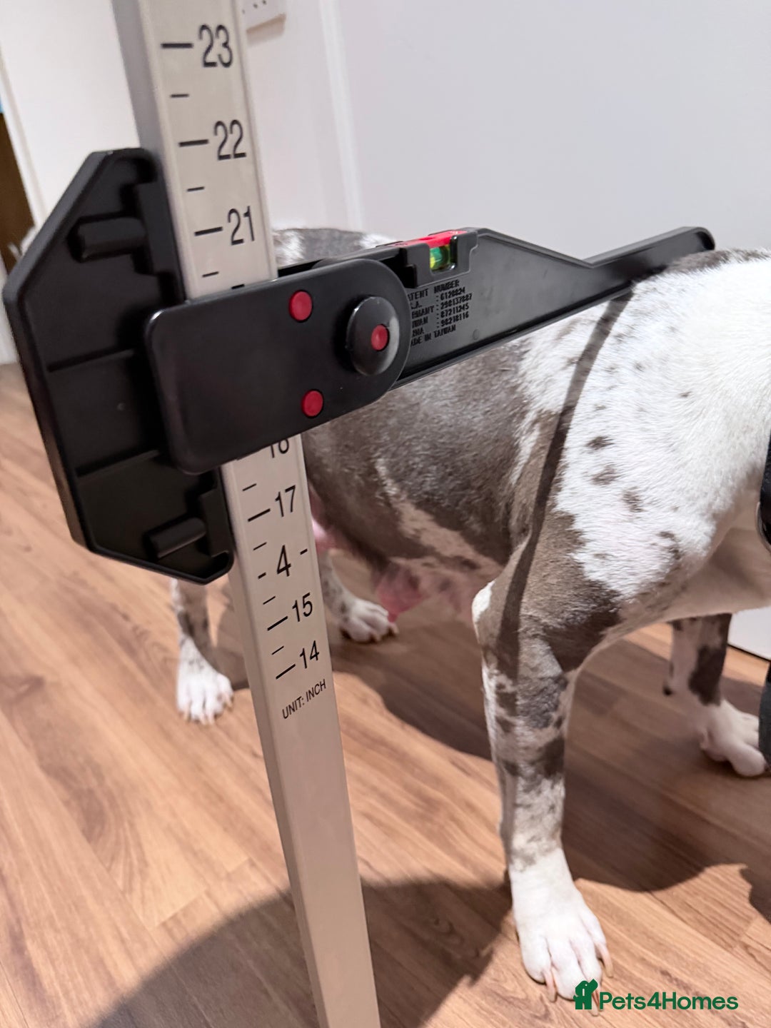 American Bully dogs for sale: Abkc Pocket Bully X Abkc classic Bully puppies - Image 15