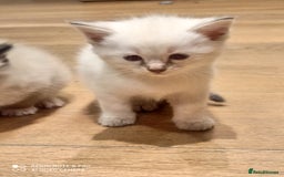 Siberian cats for sale: #4 lovely Siberian male kittens  - Image 8