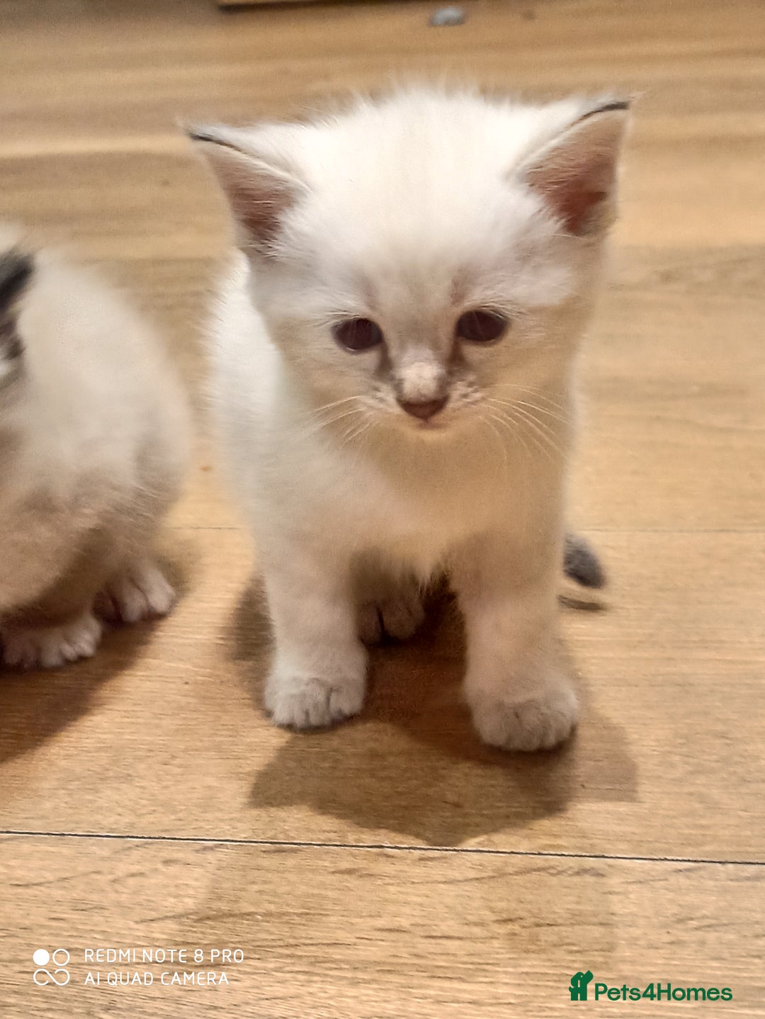 Siberian cats for sale: #4 lovely Siberian male kittens  - Image 8