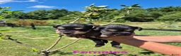 Miniature Schnauzer dogs for sale: KC Registered Health Tested Miniature Schnauzers - Advert 10