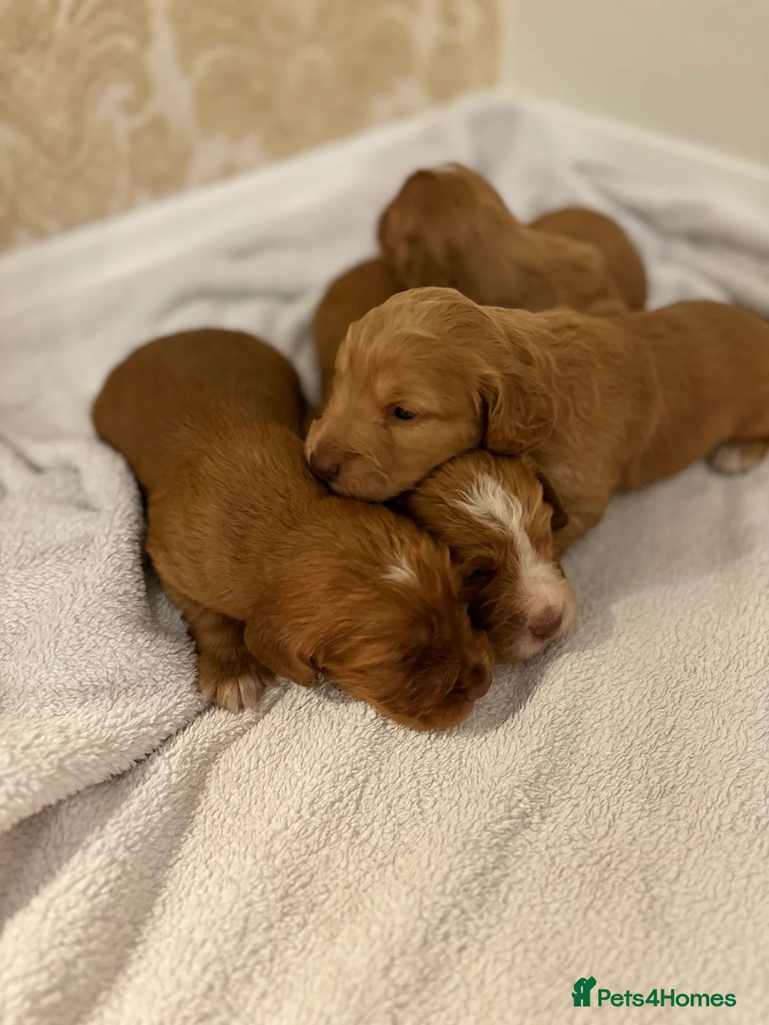 Cocker Spaniel dogs for sale: Working type cocker spaniel puppys - Advert 7