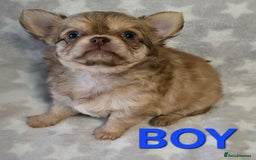 Chihuahua dogs for sale: KC Registered Puppies - Image 9