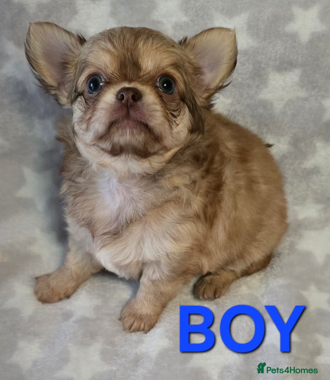 Chihuahua dogs for sale: KC Registered Puppies - Image 9