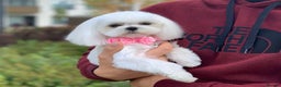 Maltese dogs for sale: Gorgeous Tiny Maltese Puppies - Advert 10