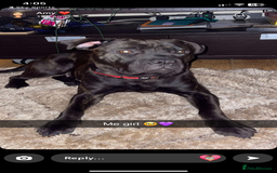 Mixed Breed dogs for sale: Looking for a loving new home - Image 5