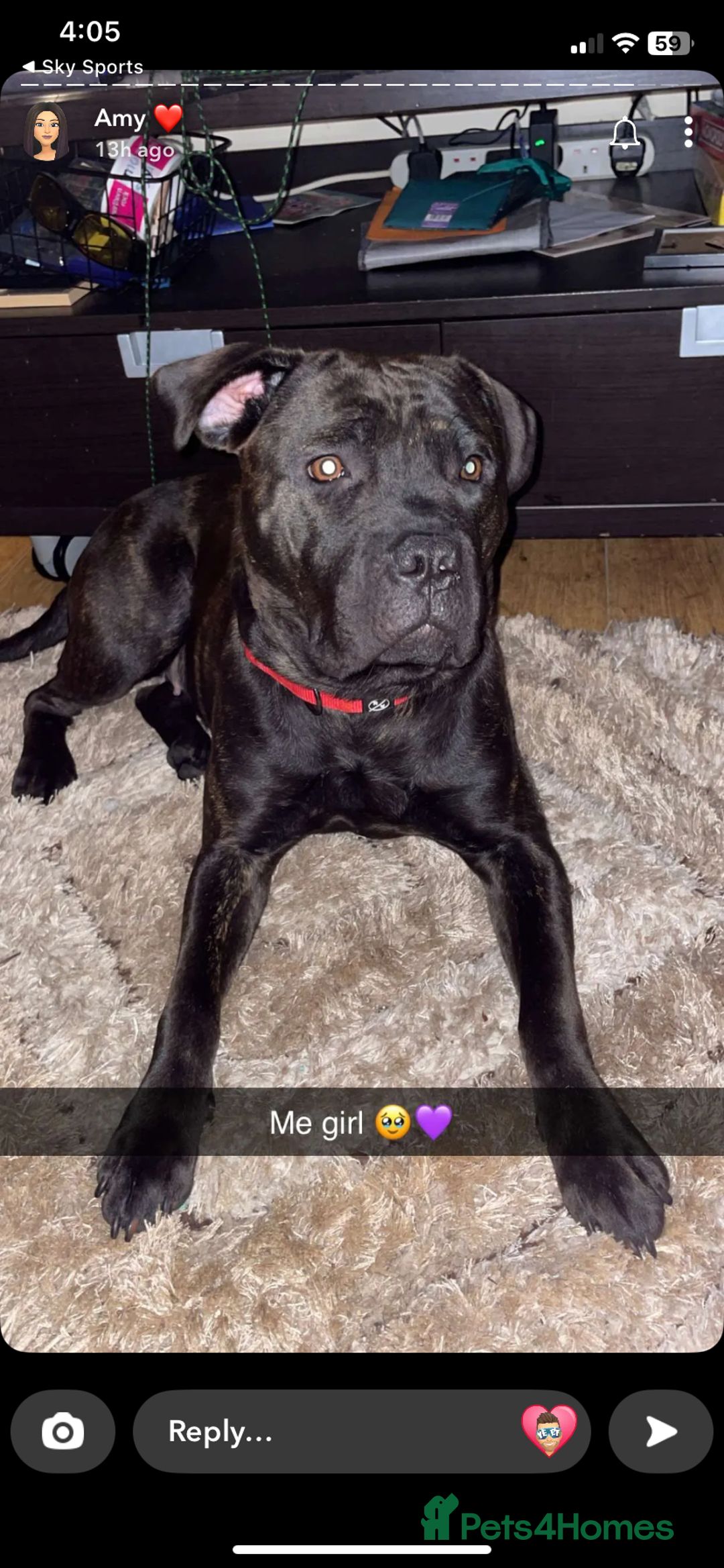 Mixed Breed dogs for sale: Looking for a loving new home - Image 5