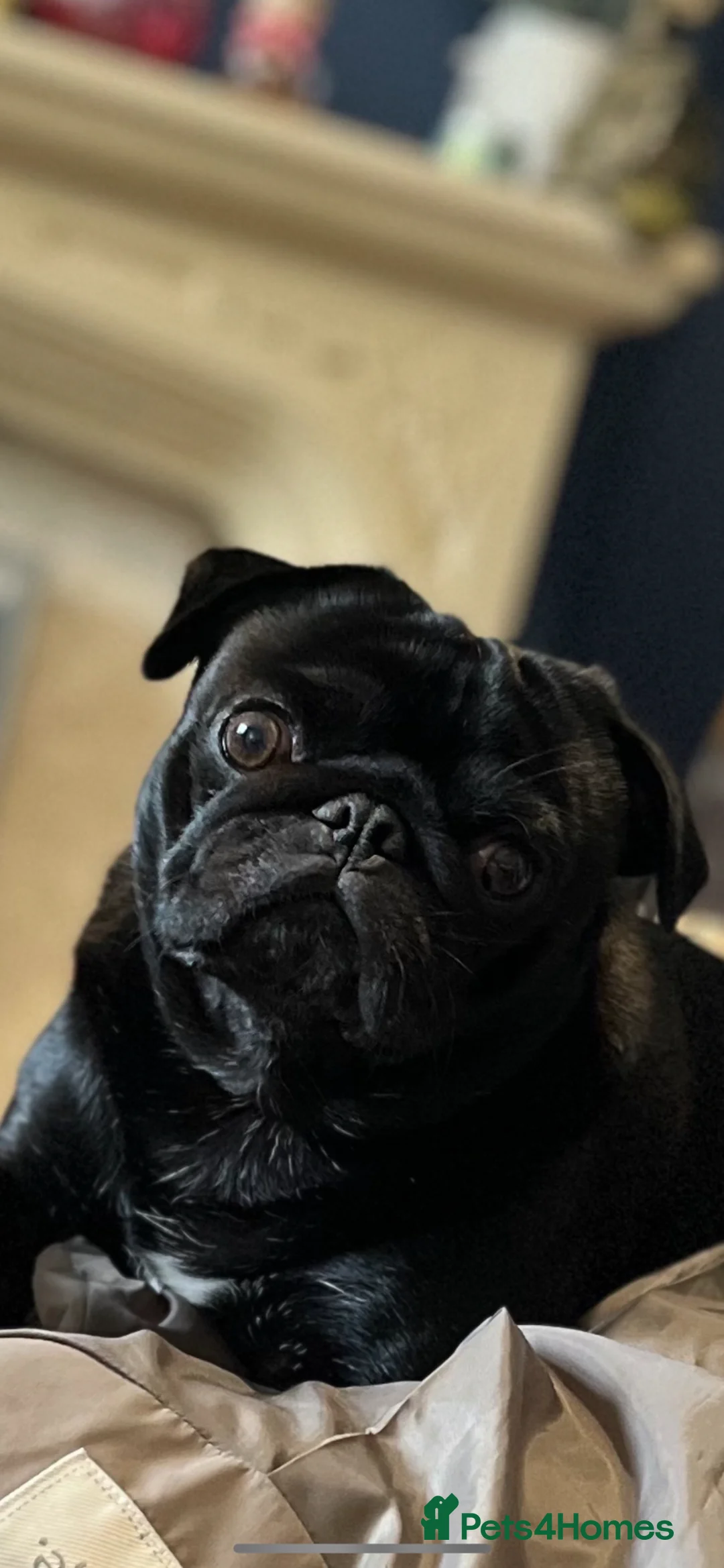Pug dogs for sale: Beautiful male pug  - Advert 3