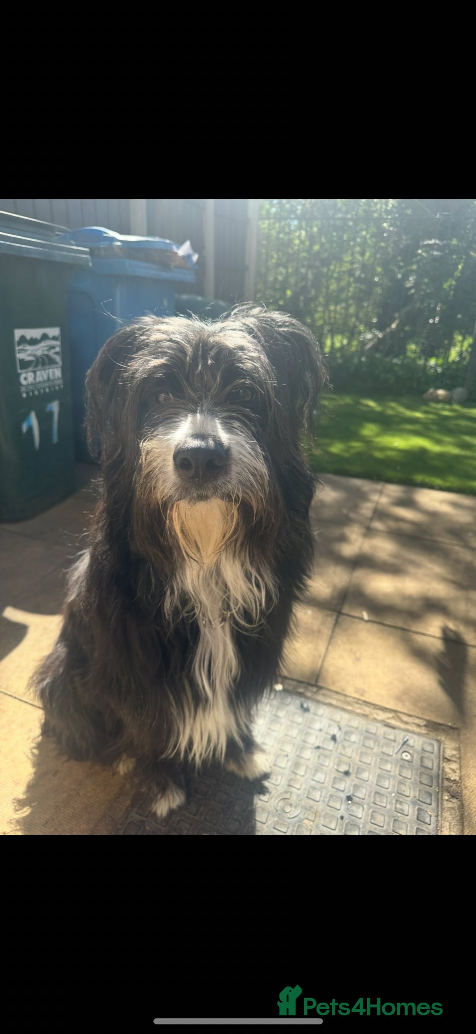 Mixed Breed dogs Lucifer  - Advert 1