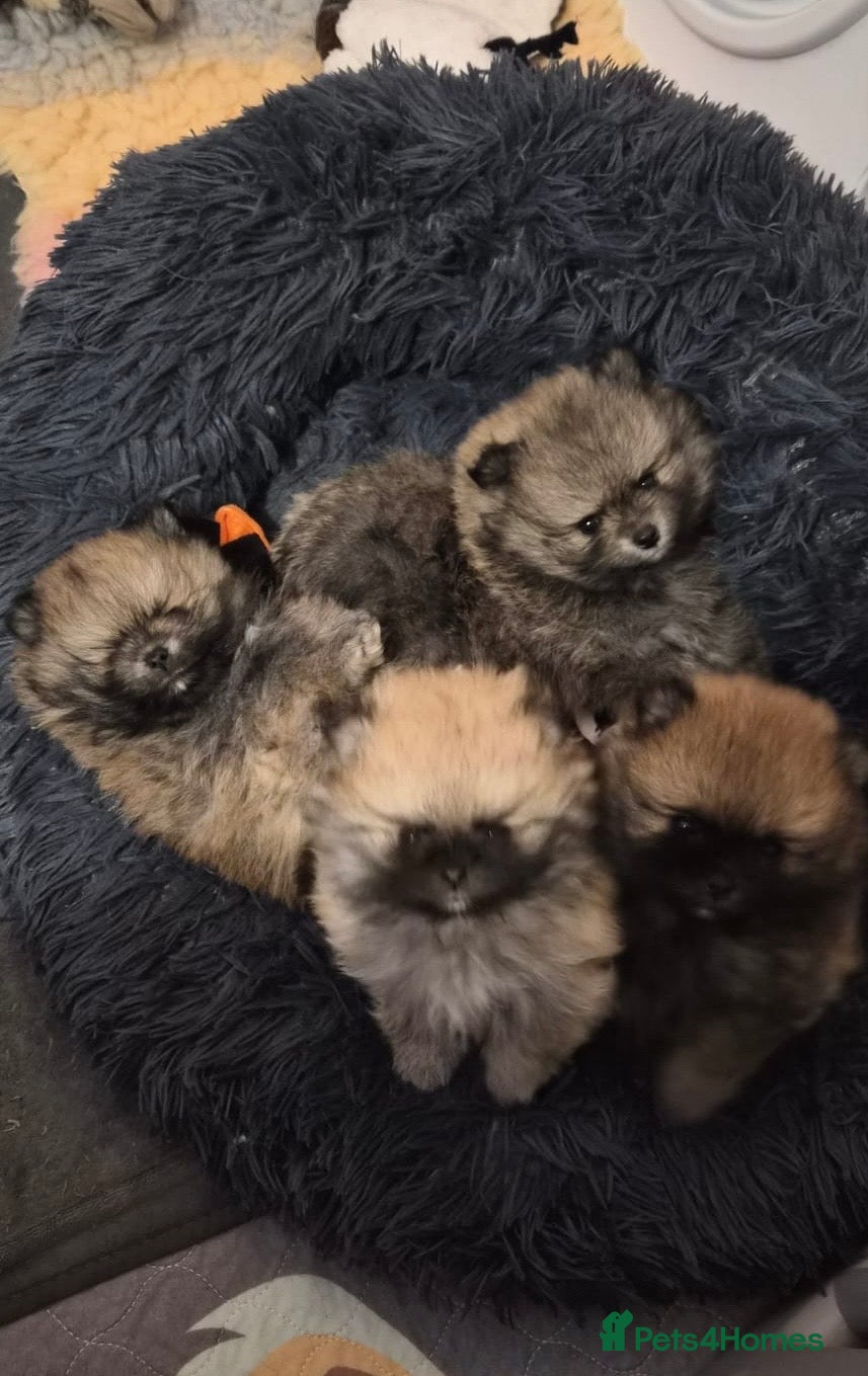 Pomeranian dogs ❤️🐶 Stunning 😍 Pomeranian puppies 🐶❤️ - Advert 18