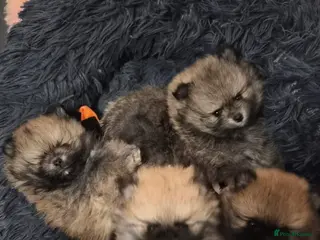 Pomeranian dogs ❤️🐶 Stunning 😍 Pomeranian puppies 🐶❤️ - Advert 18