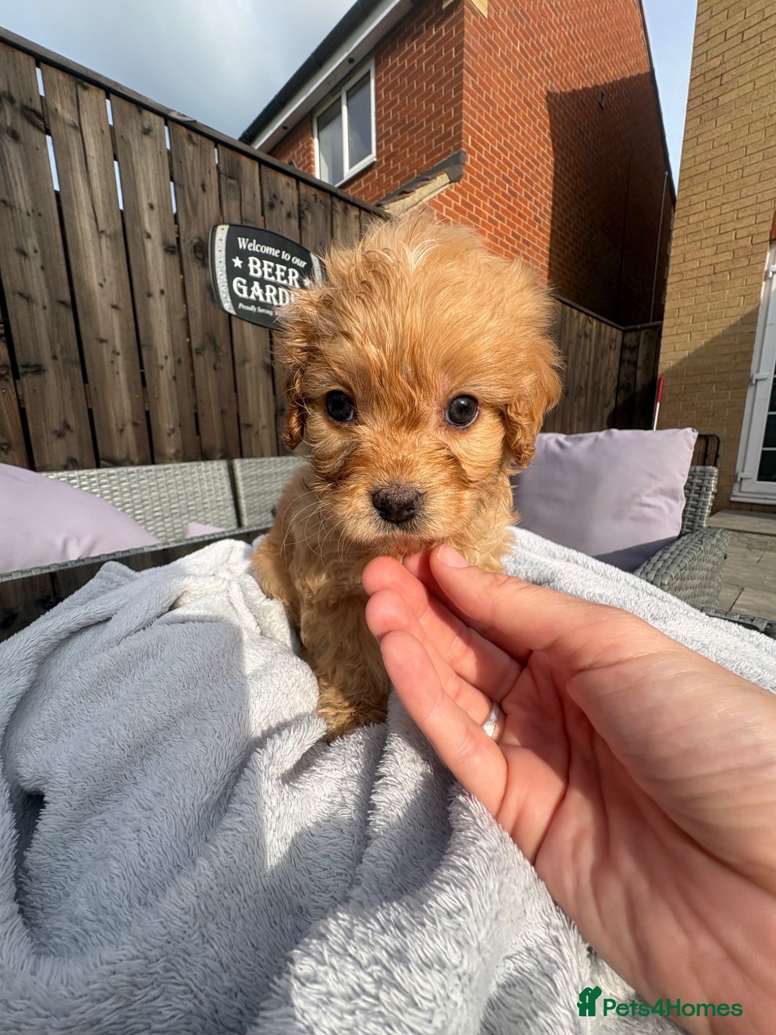 Cavapoo dogs ⭐ 1 Ruby Boy Ready today! Health tested Cavapoos⭐ - Advert 2