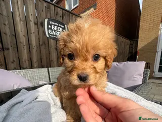 Cavapoo dogs ⭐ 1 Ruby Boy Ready today! Health tested Cavapoos⭐ - Advert 2