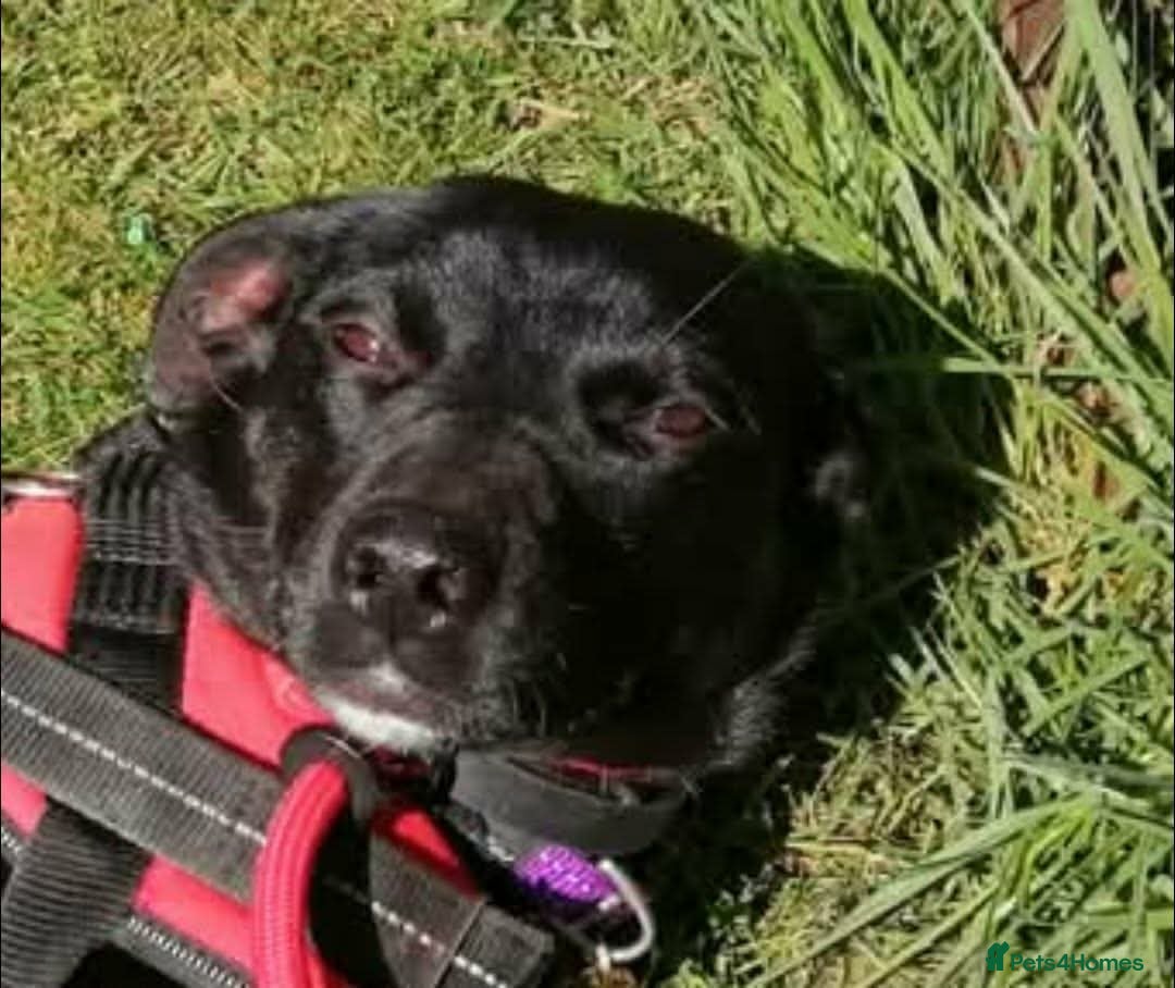 Mixed Breed dogs  TILLY THE DOG WHO WILL HEAL A LONELY HEART  - Advert 2