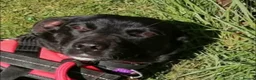 Mixed Breed dogs for sale:  TILLY THE DOG WHO WILL HEAL A LONELY HEART  - Advert 1
