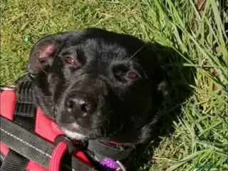 Mixed Breed dogs TILLY THE DOG WHO WILL HEAL A LONELY HEART - Advert 3