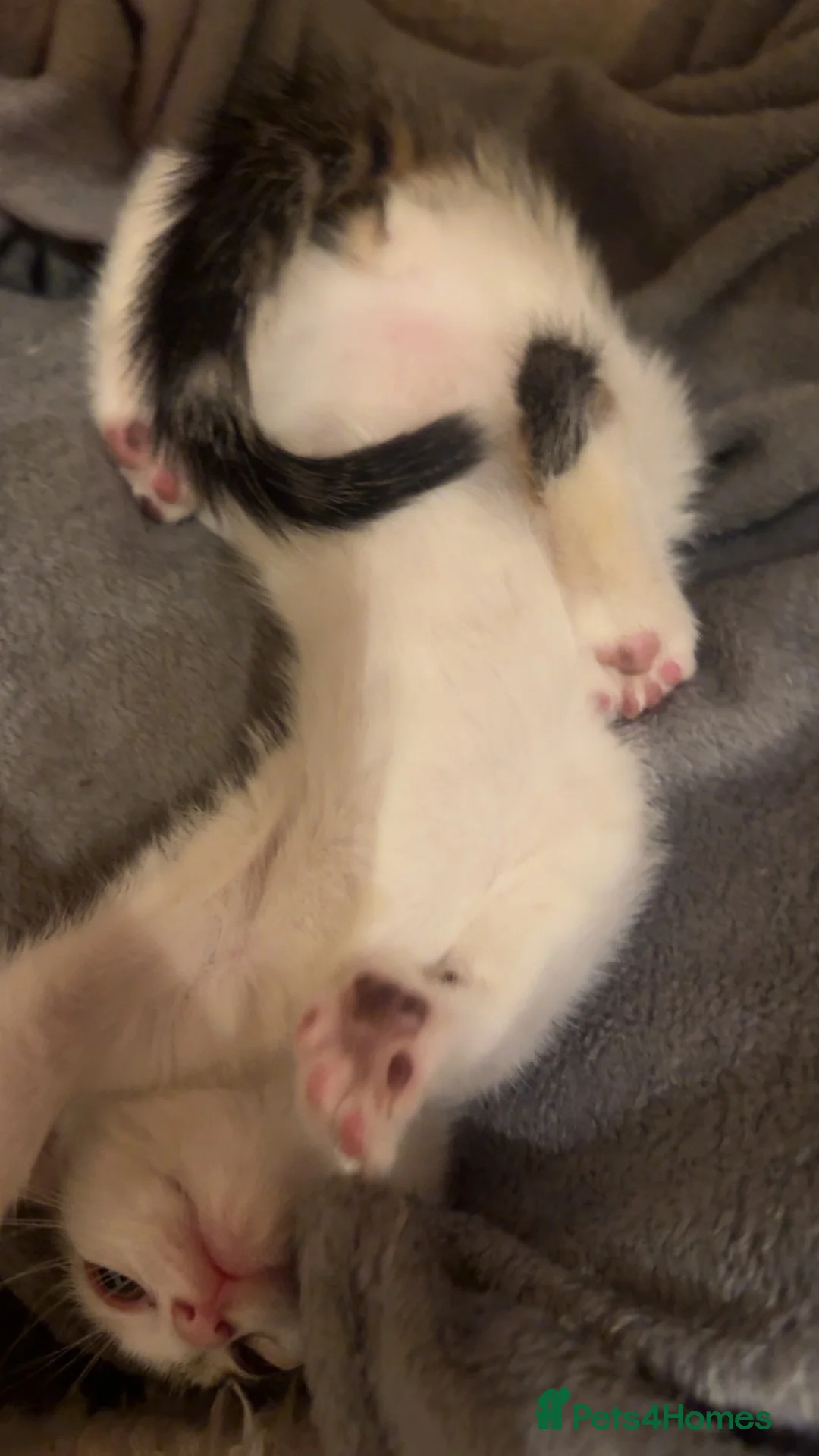 Mixed Breed cats for sale: 🐾 White Kitten for Sale – Blanco 🐾 - Advert 14