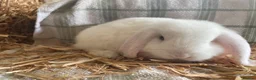 Mini Lop rabbits for sale: Mini lops ready to reserve  - Advert 8
