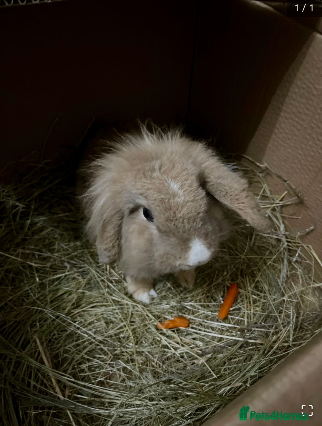 Lionhead rabbits for sale: 2 lion head rabbits  - Advert 2