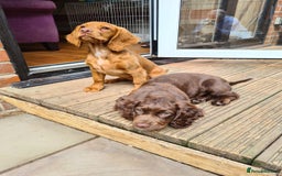 Cocker Spaniel dogs for sale: WAITING LIST - KC DNA CLEAR PUPS DUE 12/12/25 - Advert 10