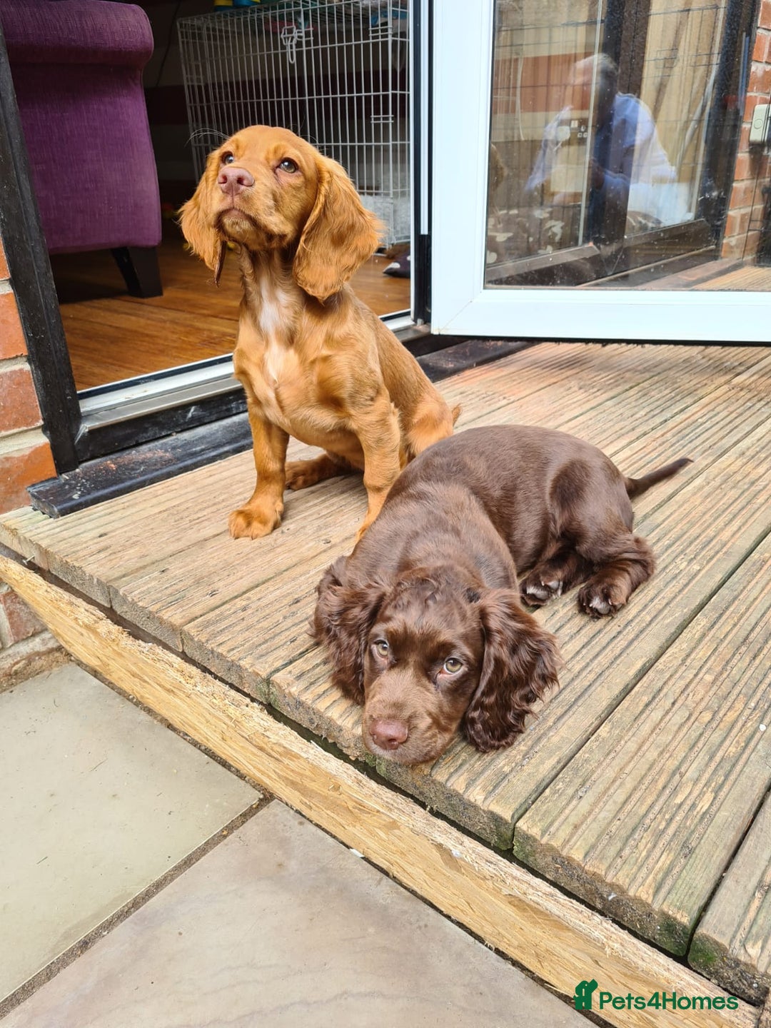 Cocker Spaniel dogs for sale: WAITING LIST - KC DNA CLEAR PUPS DUE 12/12/25 - Advert 10