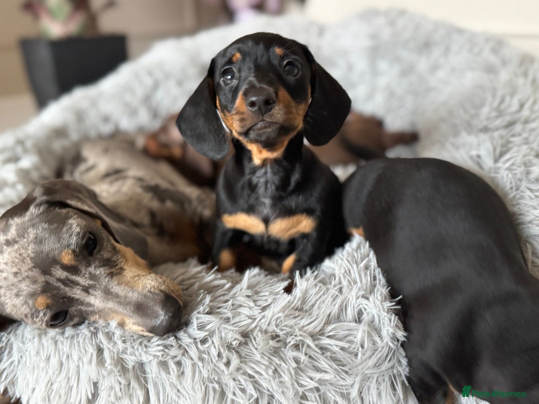 Miniature Dachshund dogs for sale: Mini miniature dachshund puppies  - Image 13