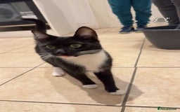 Domestic Shorthair cats for sale: 2 male  1year old cats ******  - Image 5