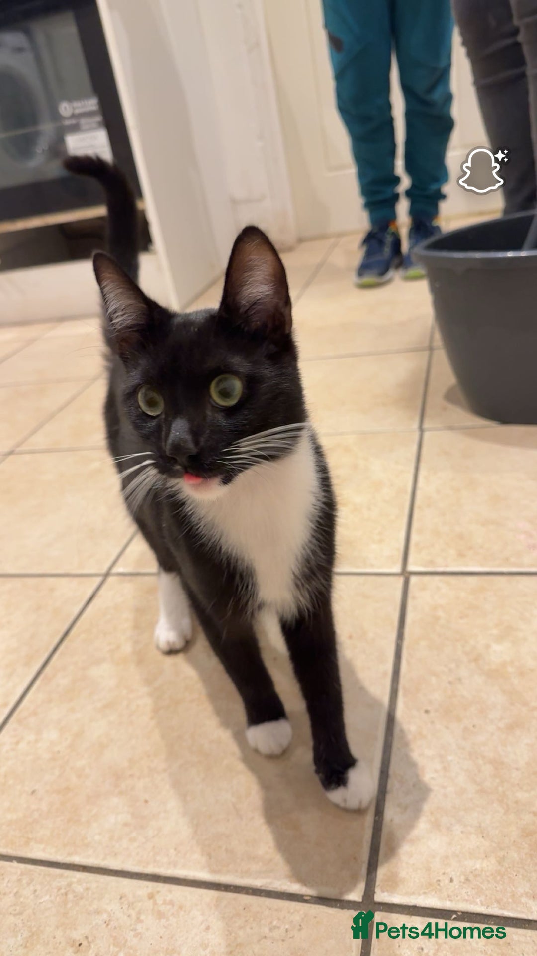 Domestic Shorthair cats for sale: 2 male  1year old cats ******  - Image 5