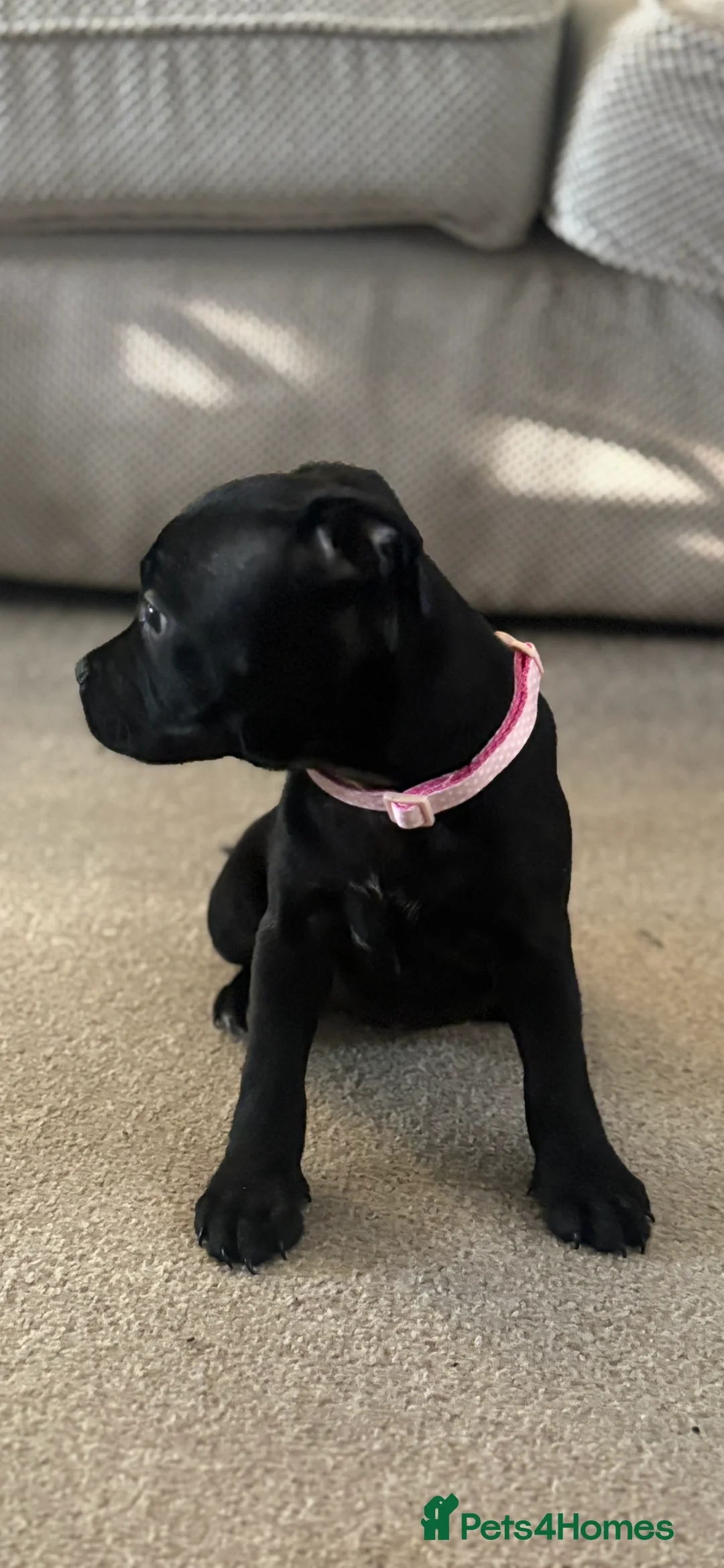 Staffordshire Bull Terrier dogs for sale: KC Registered Staffordshire Bull Terrier puppies in Mansfield - Advert 2