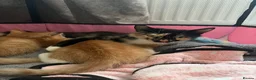 Mixed Breed cats for sale: Cute ginger kittens  in Crawley - Advert 2