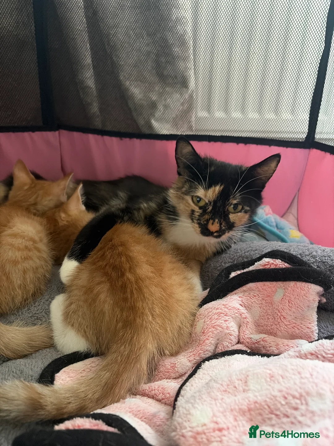 Mixed Breed cats for sale: Cute ginger kittens  in Crawley - Advert 2