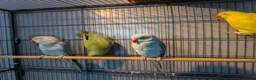 Ringnecks birds for sale: Indian Ringnecks Yellow and Green in Greenford - Advert 3
